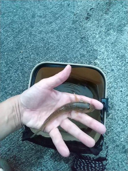 ハゼは裏切らない