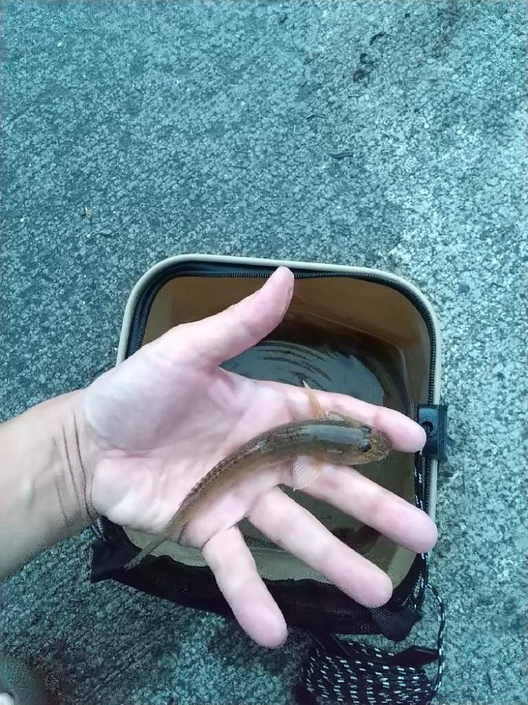 ハゼは裏切らない