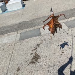 今期二杯目！！