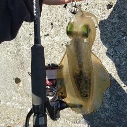 【餌木蔵スケスケカラー】宇和海デイエギング
