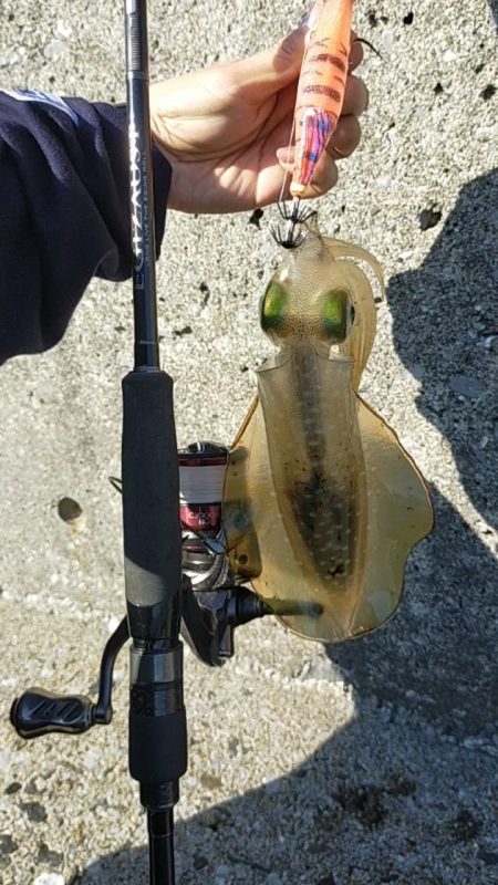 【餌木蔵スケスケカラー】宇和海デイエギング
