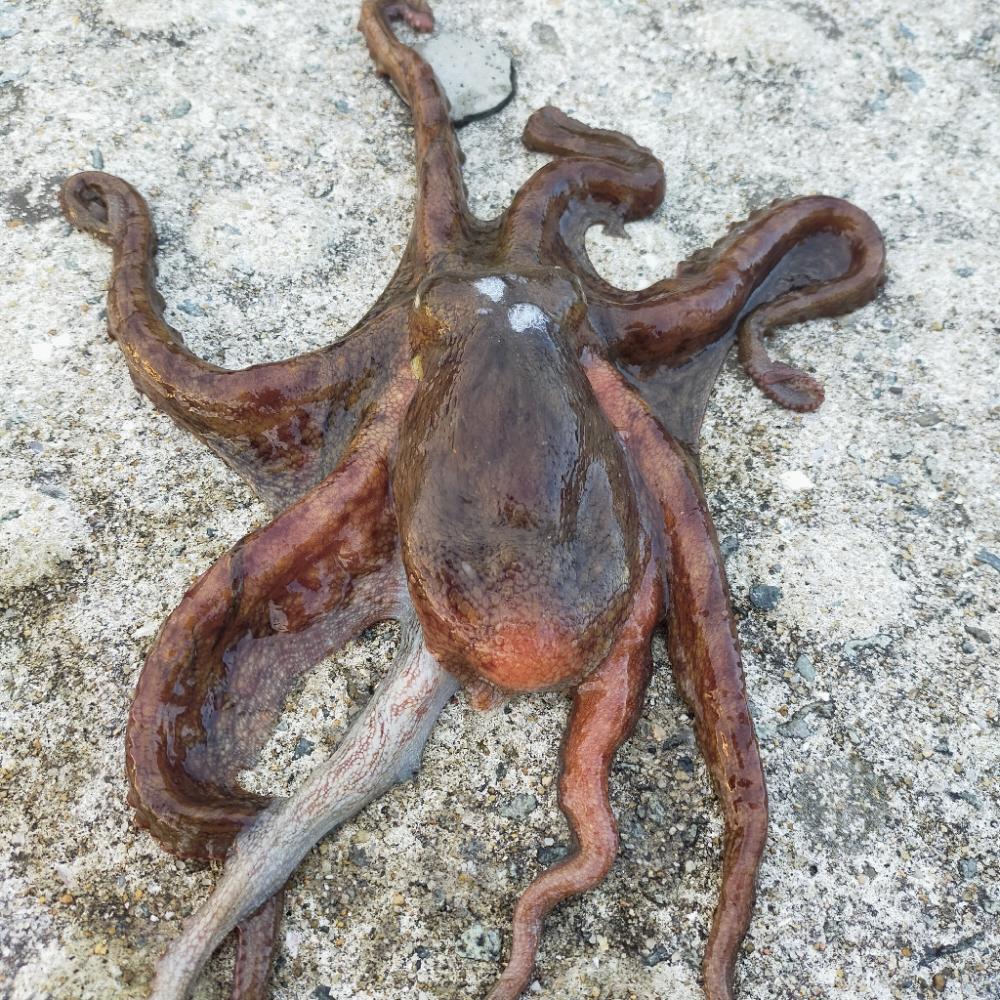 アコウ不発、代わりにチヌ、おまけにタコ