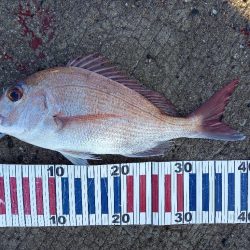 小豆島で鯛釣り