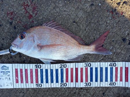 小豆島で鯛釣り