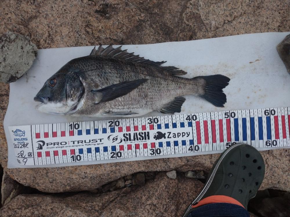 灼熱のチヌトップ