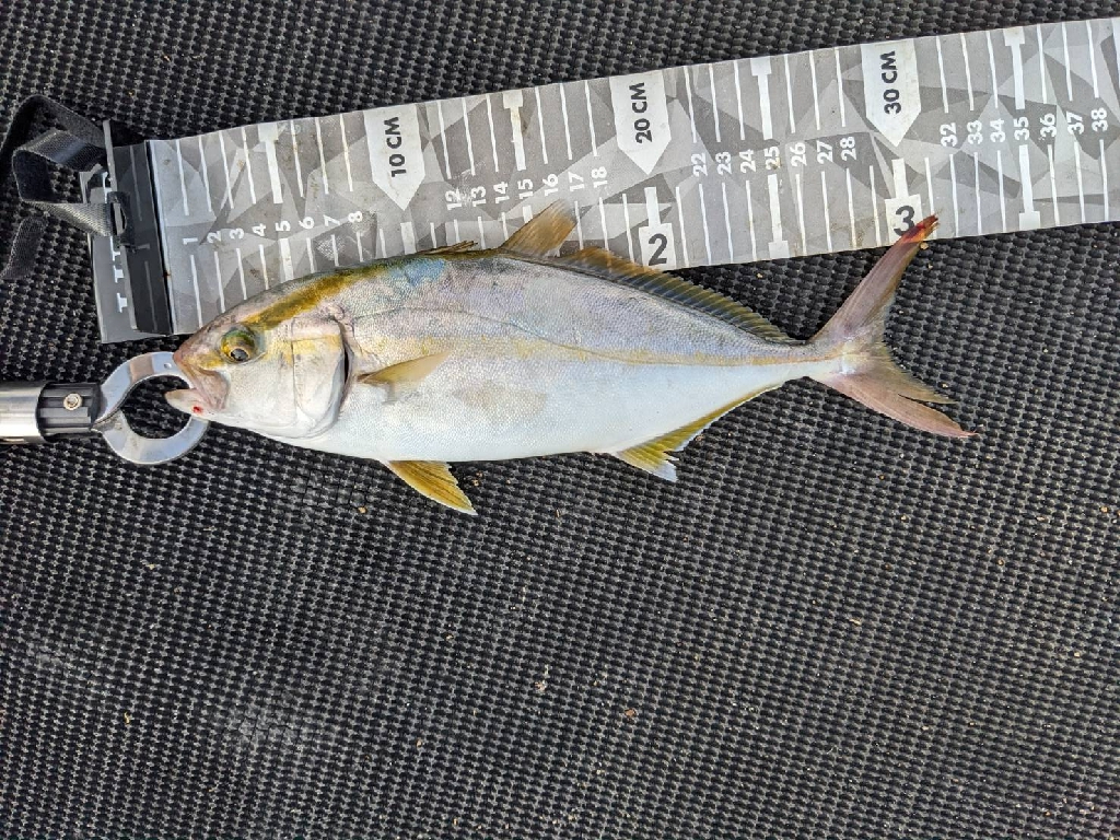 腰痛通院後の釣行で狙いのシオ２本♪