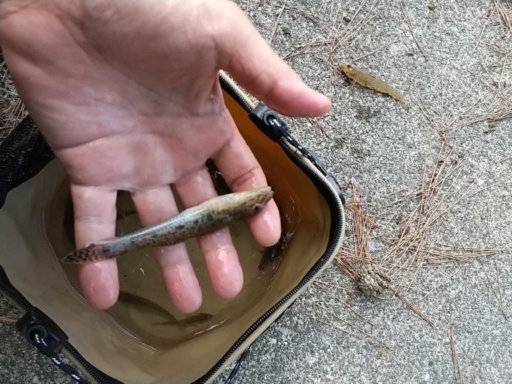 ハゼ釣り やっぱり裏切らない