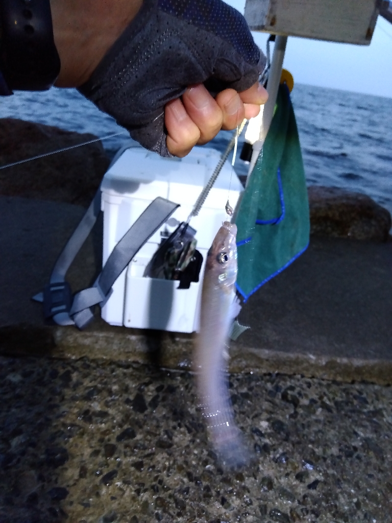 苅屋海岸のキス釣り