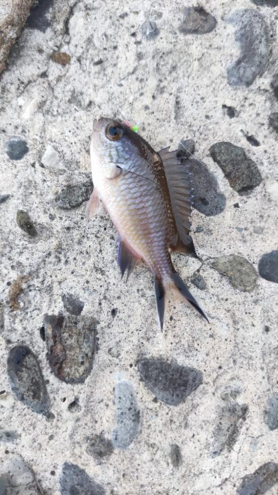 生月島でマイクロジギング等