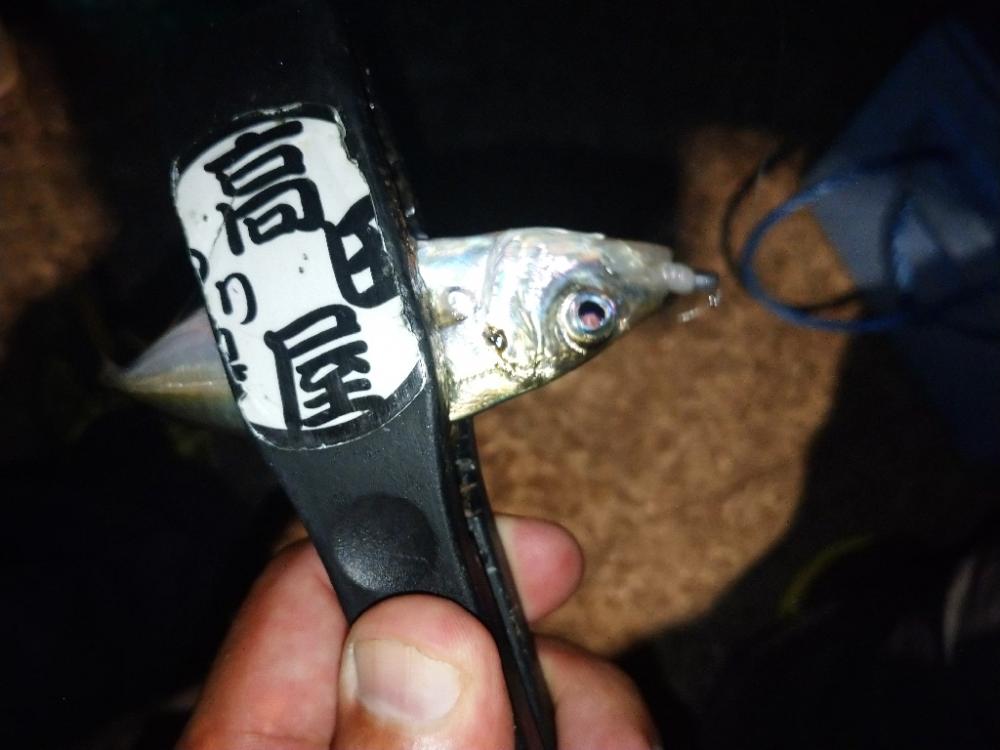 今夜も飽きずにアジング