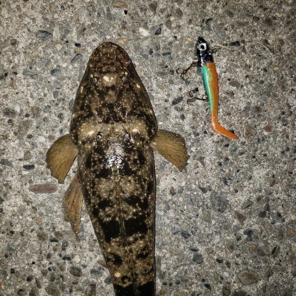 ありがとう、マゴチさん！