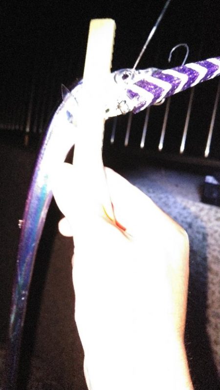 シーズン初タチウオ