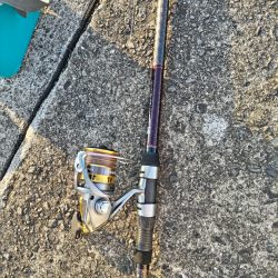 アオリイカゲット。