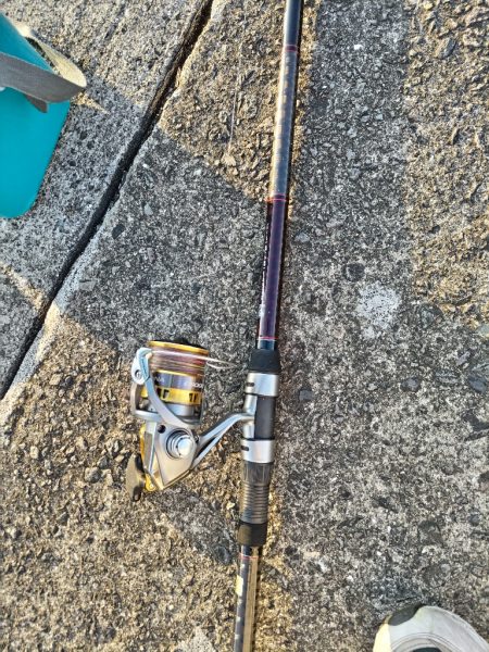 アオリイカゲット。