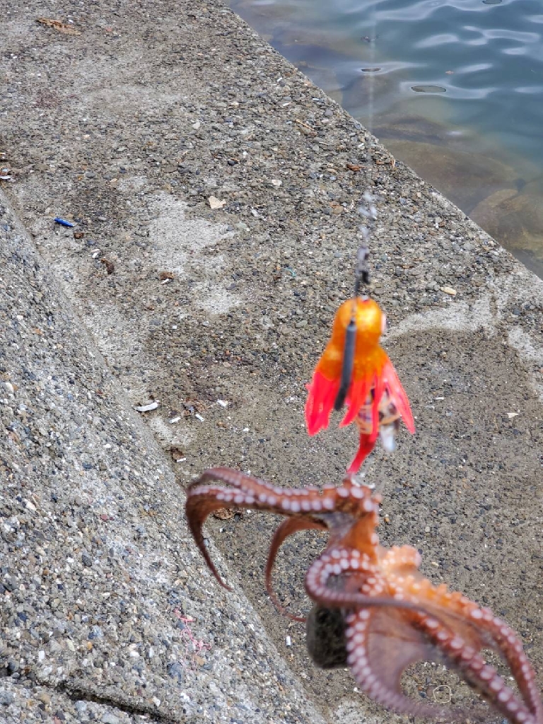 タコ釣りとゴミ拾い