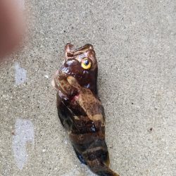 浜田にでブラクリ釣り