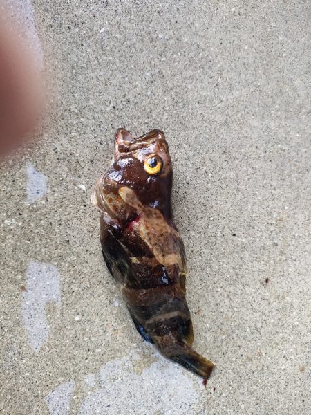 浜田にでブラクリ釣り