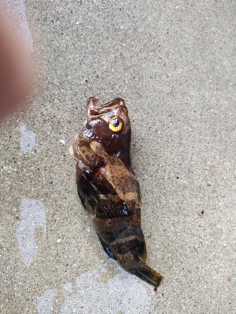 浜田にでブラクリ釣り