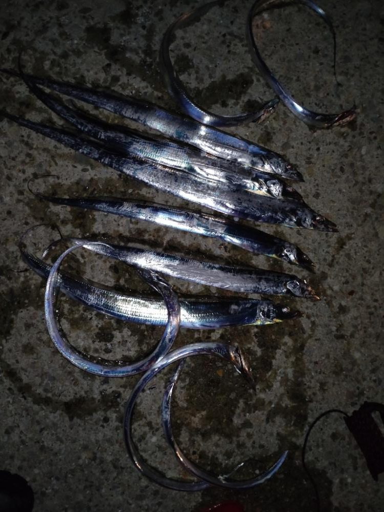 激渋　甘噛　太刀魚