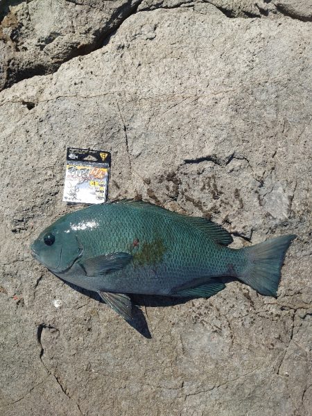 クロ釣り(畝刈)