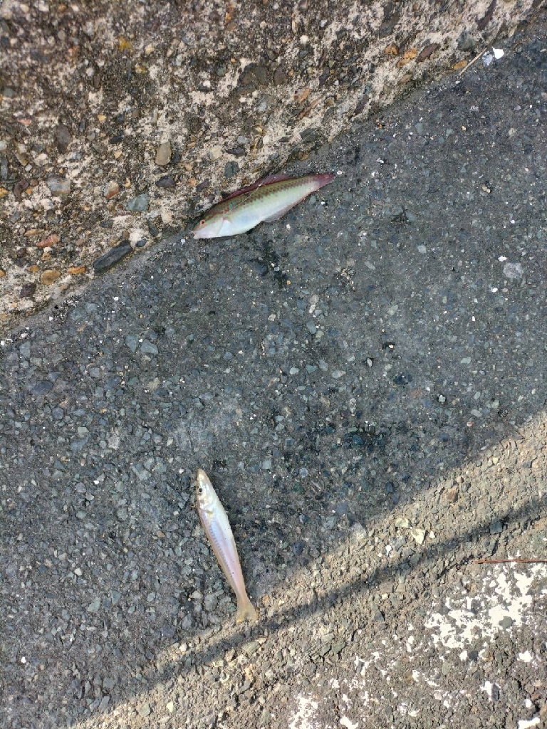 久しぶりのキス釣り