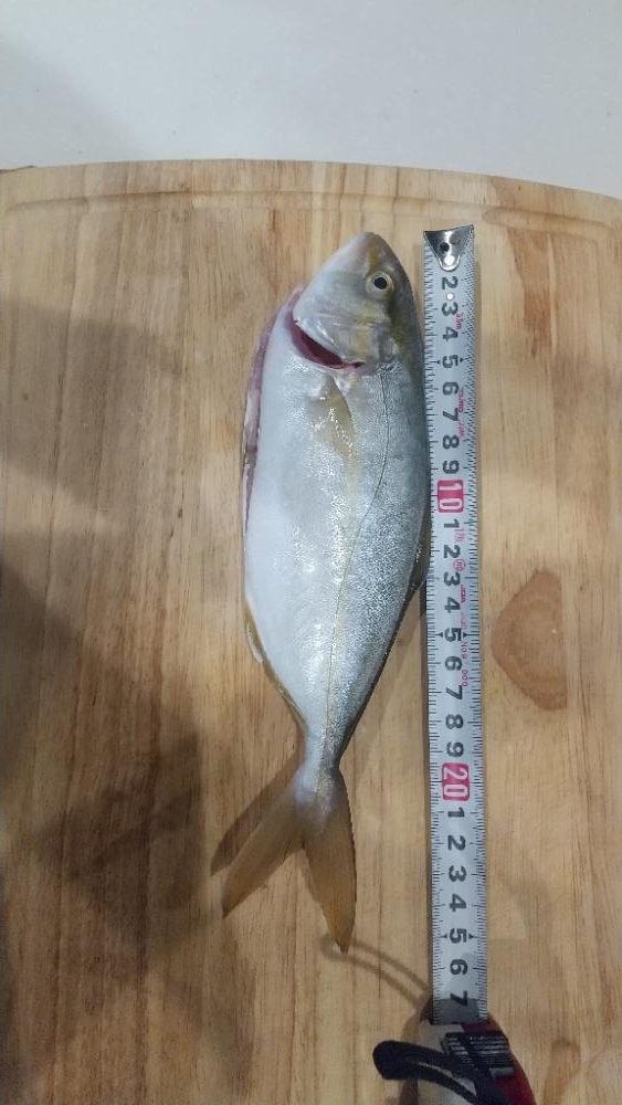 ダイソールアー