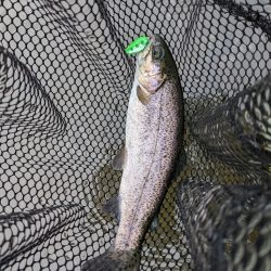 久々のエリアフィッシング〜