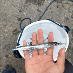 今日はサヨリ釣り!!