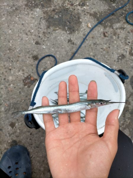 今日はサヨリ釣り!!