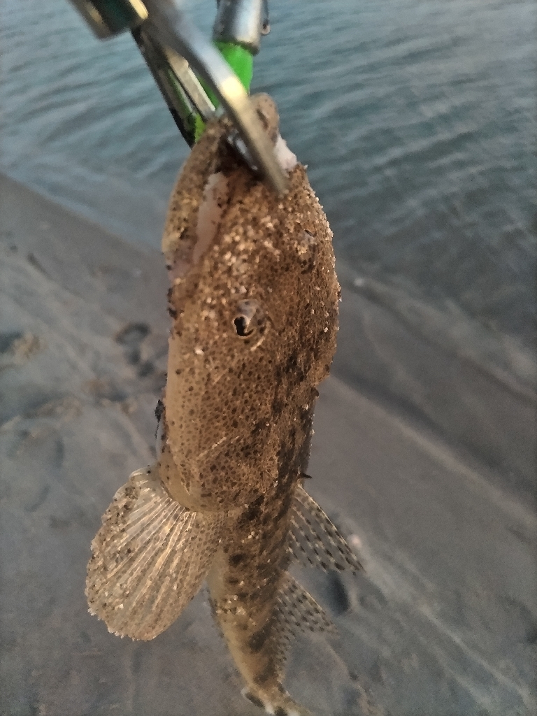 夕暮れのマゴチ