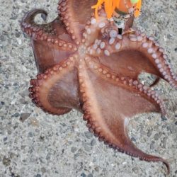 タコまだまだいけます