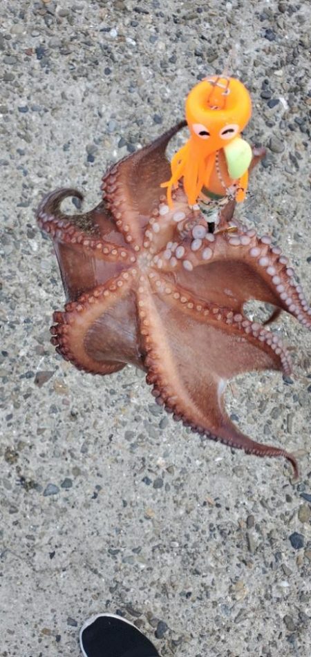 タコまだまだいけます