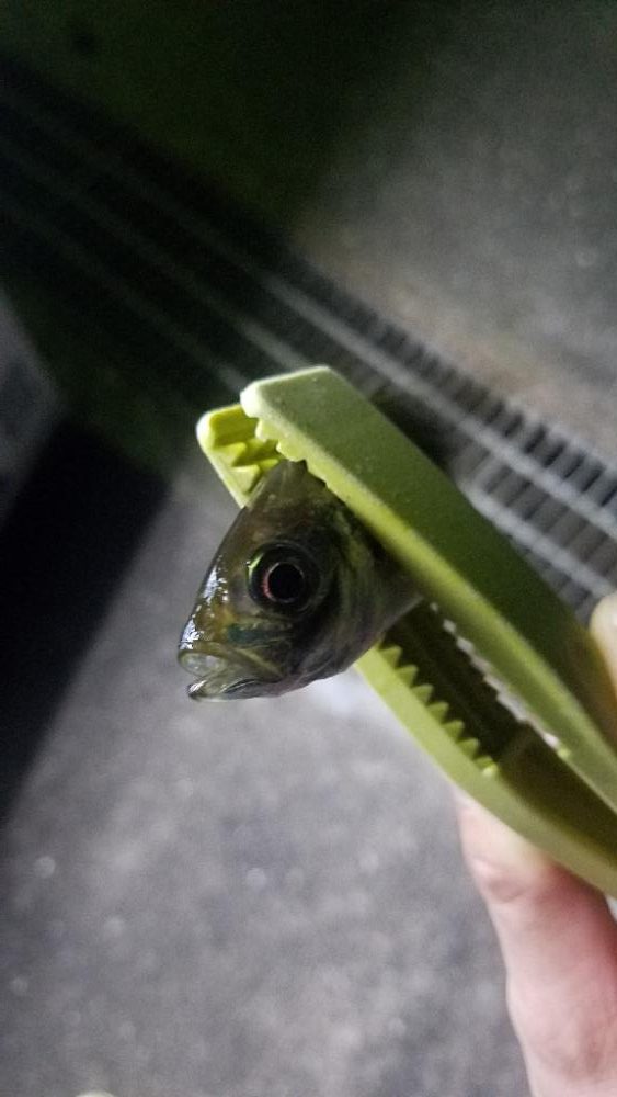 猫って怖い( TДT)