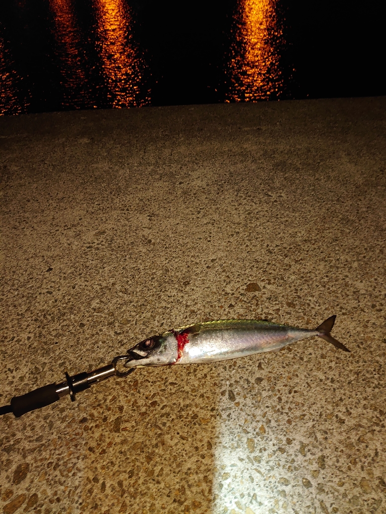 大サバとメバル