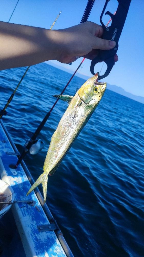 湘南でウィリー五目