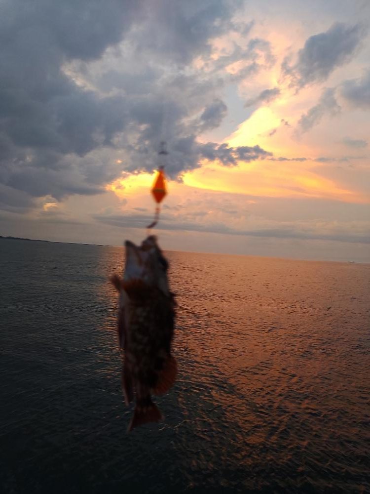 がしら、太刀魚