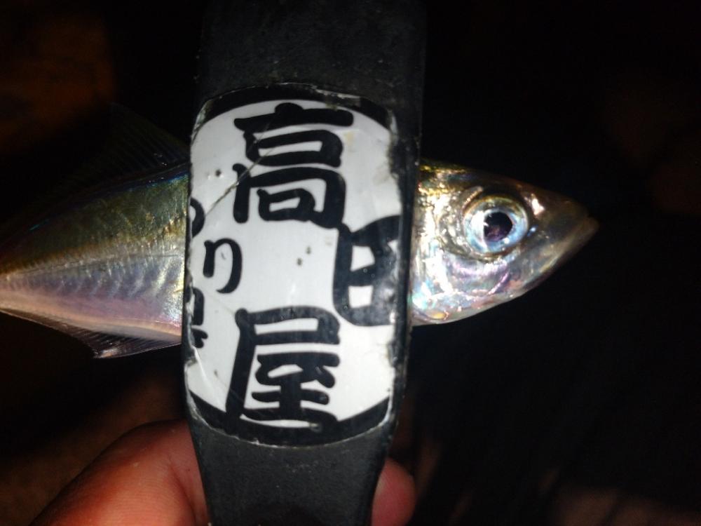 爆釣‼️アジング