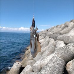 近場でエギング、アオリイカ5杯