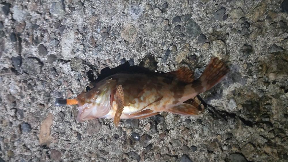 アジ探し@香美町