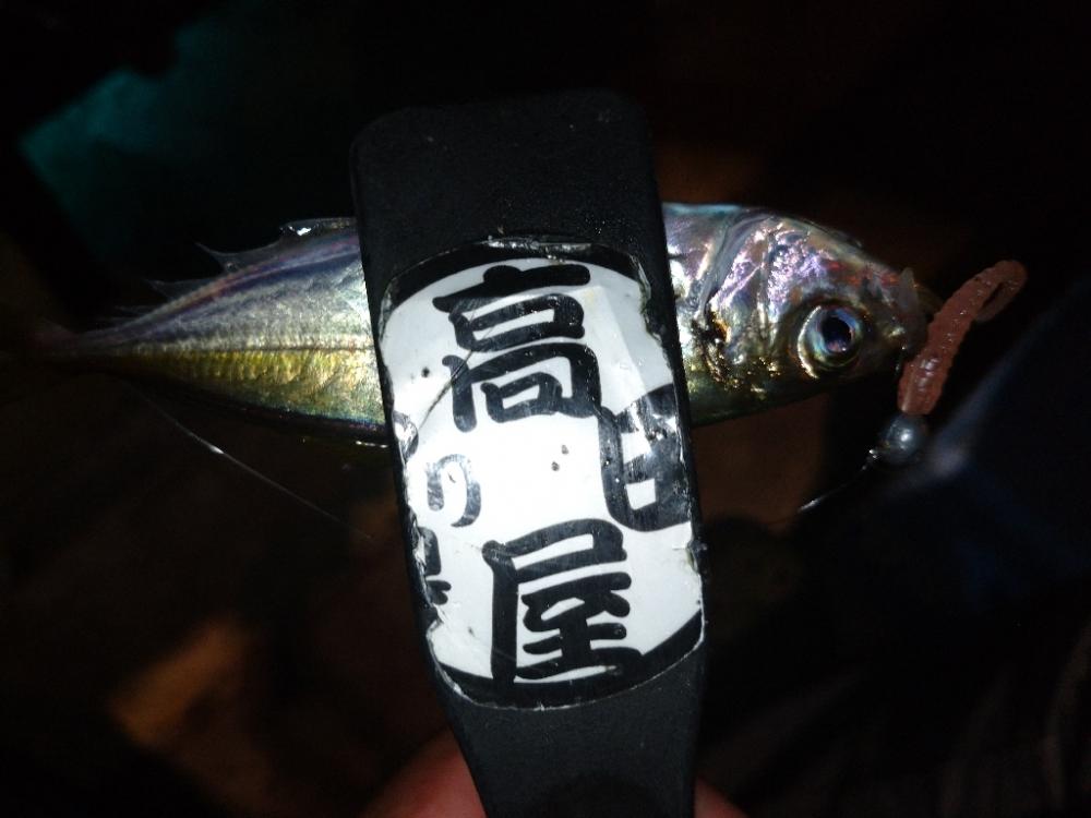 今夜も飽きずに豆アジング