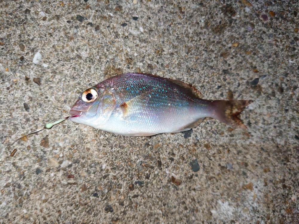 先週のリベンジ