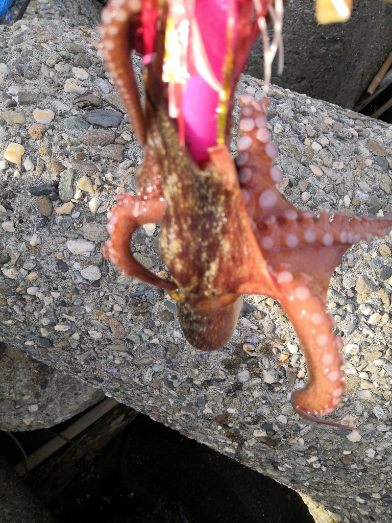 オクトパッシング 21