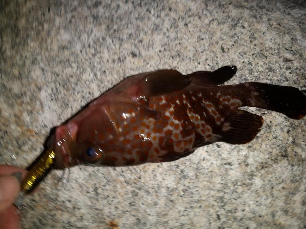 新竿デビュー戦