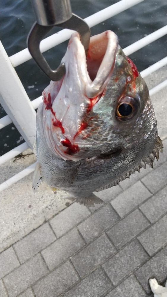 真夏のショアジギ