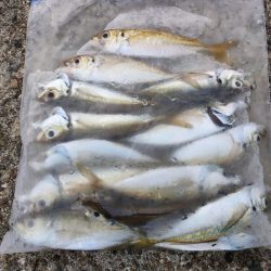 釣れるのは夜明けまで