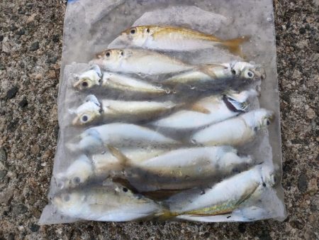 釣れるのは夜明けまで