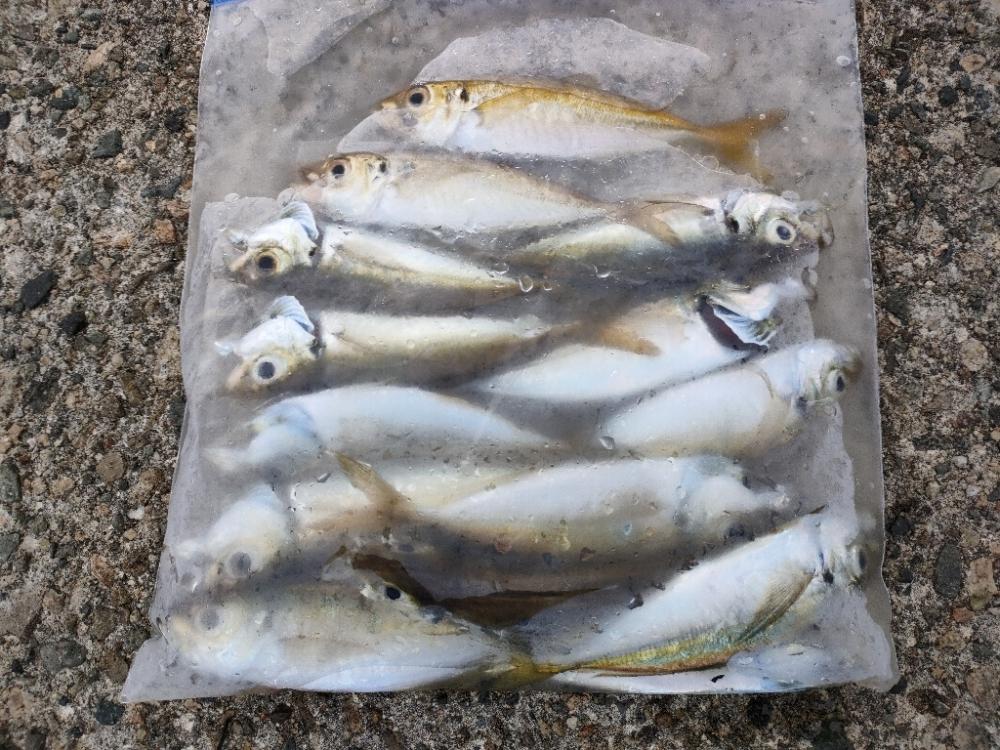 釣れるのは夜明けまで