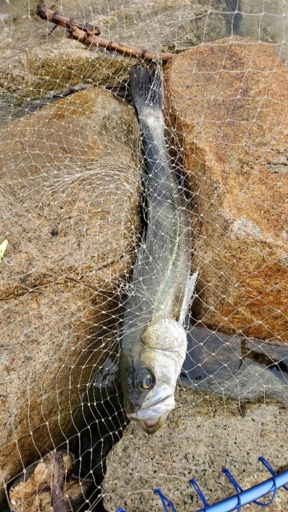 シーバス久しぶり