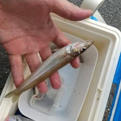 キス釣り 陸でクラゲに