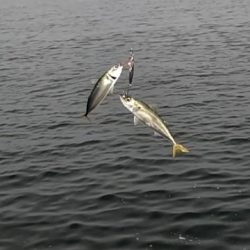 さば・サバ・鯖